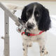 Freya, a Springer Spaniel trained to sniff out the scent of malaria.